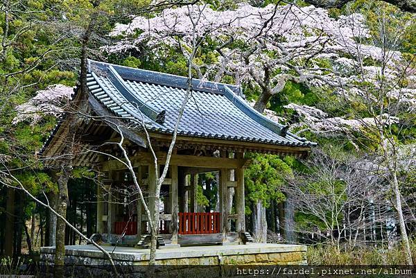 2023日本賞櫻自由行～長野縣光前寺