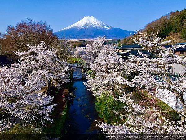 2023日本賞櫻自由行～山梨縣忍野八海
