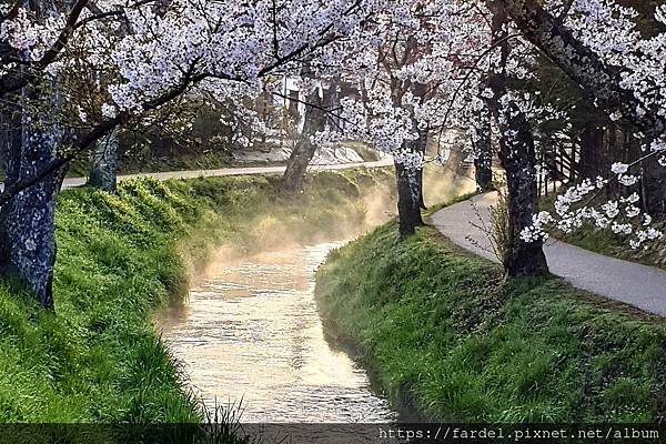 2023日本賞櫻自由行～山梨縣忍野八海