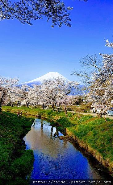 2023日本賞櫻自由行～山梨縣忍野八海