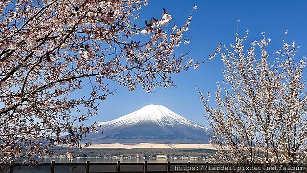 2023日本賞櫻自由行～此生必去富士山河口湖、山中湖