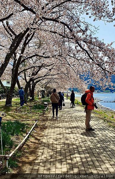 2023日本賞櫻自由行～此生必去富士山河口湖、山中湖