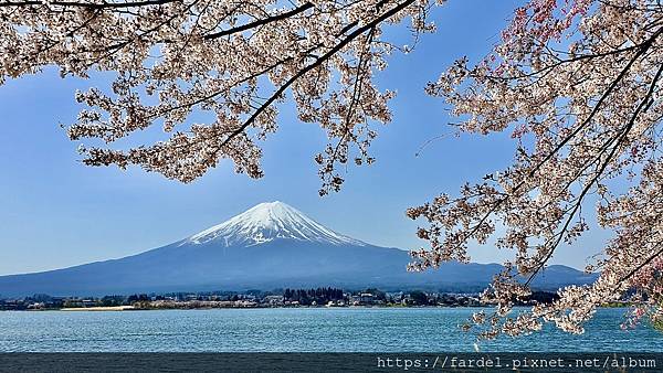 2023日本賞櫻自由行～此生必去富士山河口湖、山中湖