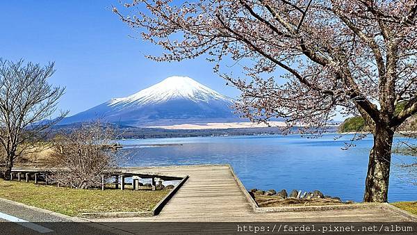 2023日本賞櫻自由行～此生必去富士山河口湖、山中湖