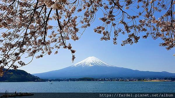 2023日本賞櫻自由行～此生必去富士山河口湖、山中湖