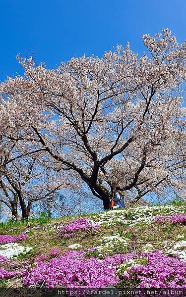 2023日本賞櫻自由行～此生必去富士山河口湖、山中湖