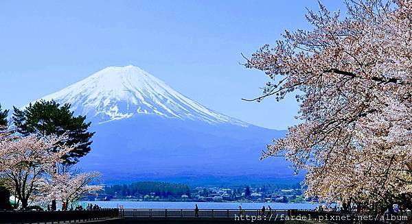 [遊記] 2023日本賞櫻自由行～富士山河口湖
