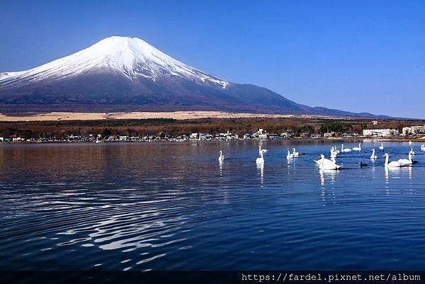 2023日本賞櫻自由行～此生必去富士山河口湖、山中湖