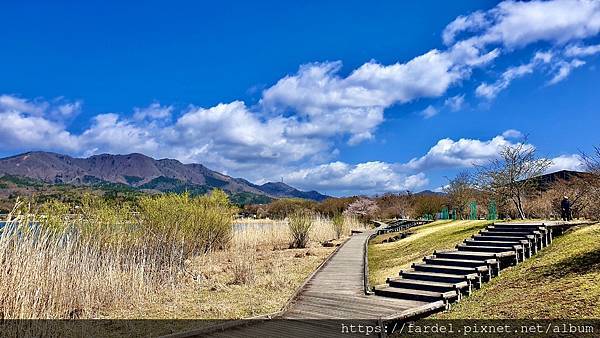 2023日本賞櫻自由行～此生必去富士山河口湖、山中湖