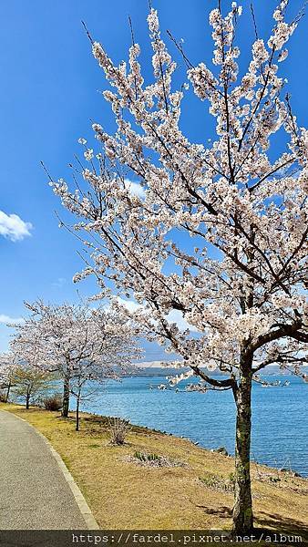 2023日本賞櫻自由行～此生必去富士山河口湖、山中湖