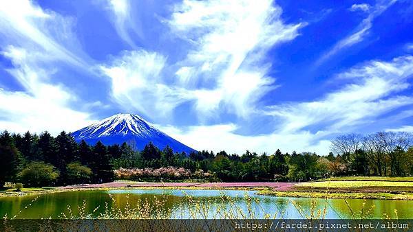 [遊記] 2023日本賞櫻自由行～本栖湖富士芝櫻祭