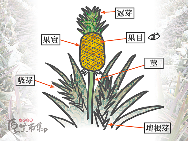 為什麼鳳梨會咬舌