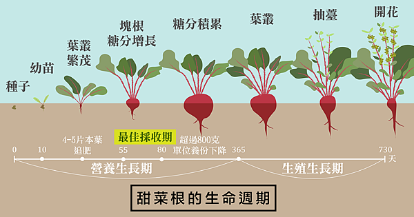 blog甜菜根配圖04生命週期-01.png