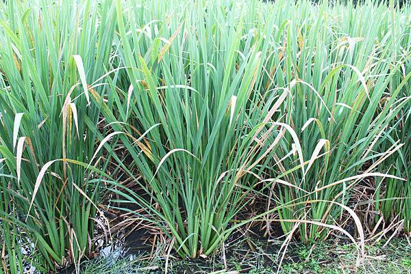blog茭白筍植株.JPG blog茭白筍植株.JPG