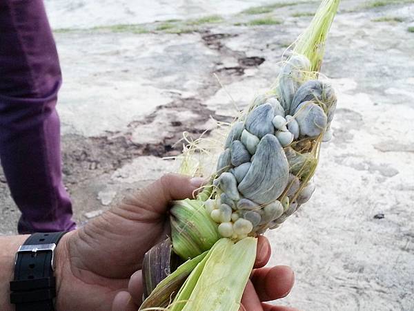 blog墨西哥Huitlacoche.jpg blog墨西哥Huitlacoche.jpg