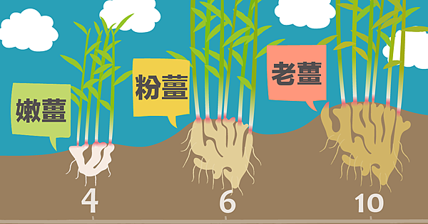 薑的生長-01 薑的生長-01