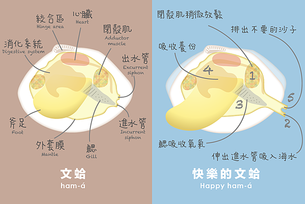 文蛤構造-01.png 文蛤構造-01.png