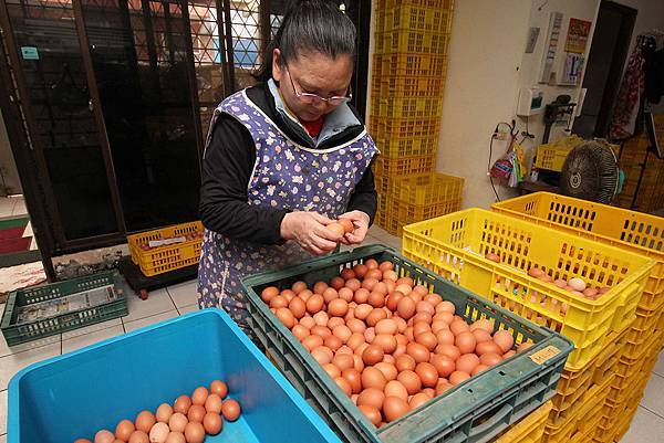 01互相敲擊雞蛋確認蛋殼有沒有裂縫.JPG 01互相敲擊雞蛋確認蛋殼有沒有裂縫.JPG