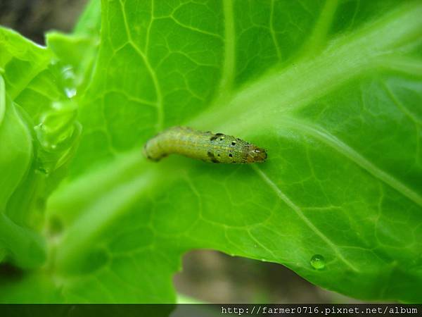 甘藍葉面菜蟲