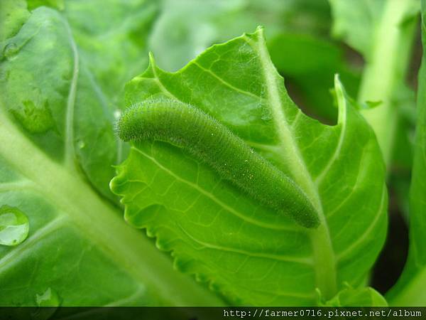 介藍葉面菜蟲