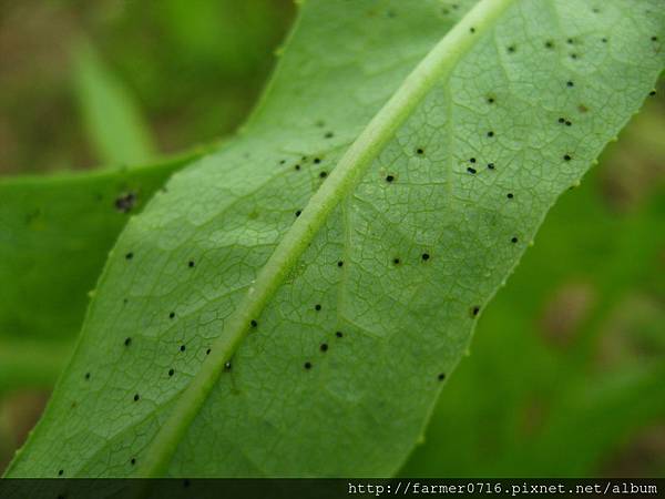 糞生菌的孢囊2