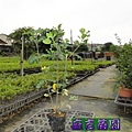 斑葉玉堂春3.5吋盆-麻吉苗園