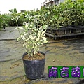 斑葉玉堂春3.5吋盆-麻吉苗園