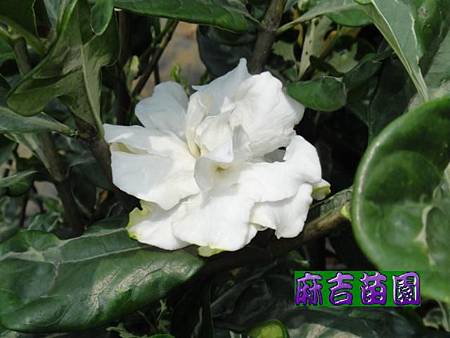 斑葉玉堂春花3.5吋盆-麻吉苗園 ( 梔子花 )