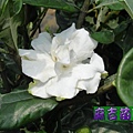 斑葉玉堂春花3.5吋盆-麻吉苗園 ( 梔子花 )