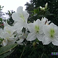 杜鵑花-白色