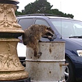 Raccoon跳進垃圾桶裡啦