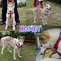 HONEY-3