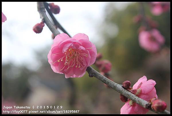 20150129 ∮ 高松 栗林公園