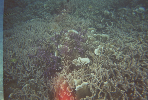 820萬象珊瑚