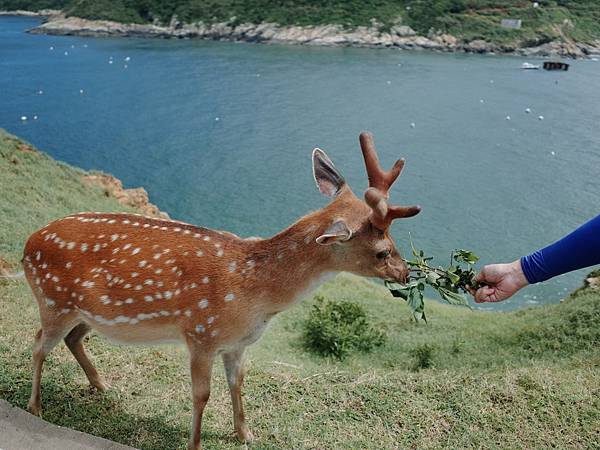 【離島】馬祖之旅2 - 大坵島 (梅花鹿的家)