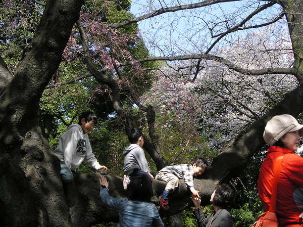 男孩賴在樹上