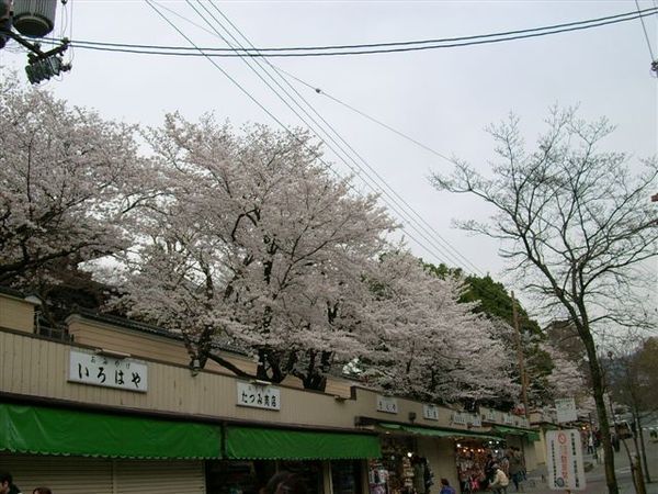 商店街旁盛開的櫻花
