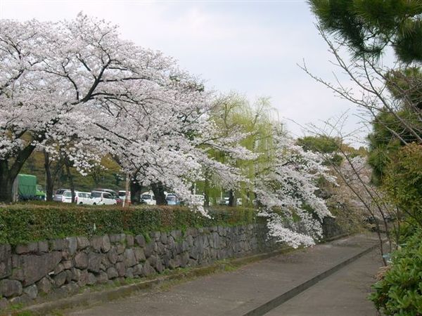 二條城前馬路邊的櫻花