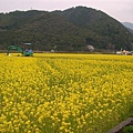 油菜花田中間工地中有怪手