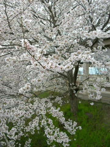 櫻花滿開