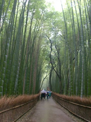 嵐山竹林..雨正大