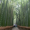 嵐山竹林..雨正大