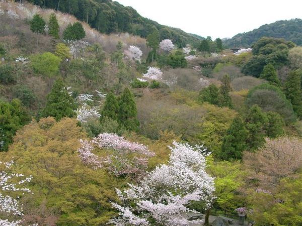 山野間盛開的櫻花一叢一叢的