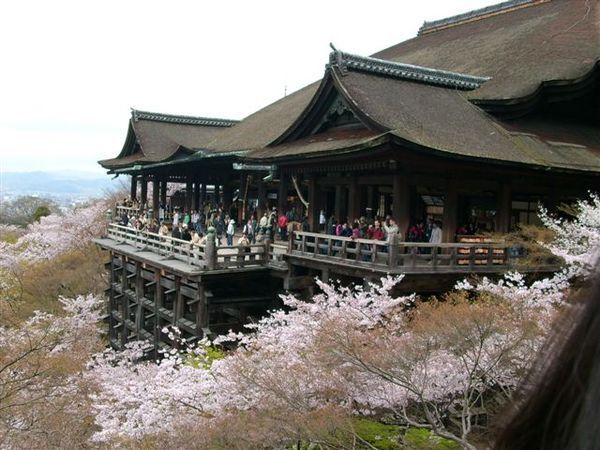 櫻花襯著清水寺