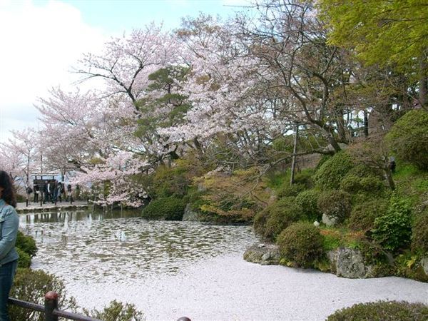 滿池都是櫻花花瓣啊