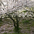 草地上有櫻花瀑布