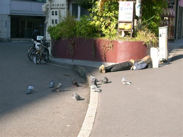 肥吱吱的鴿子與路邊的遊民