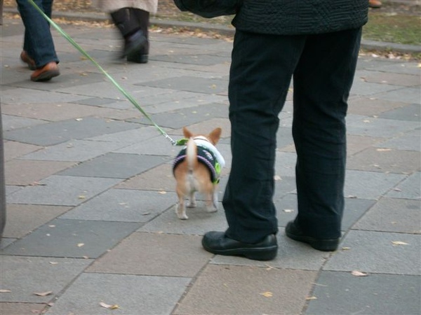 超可愛的狗狗也來散步