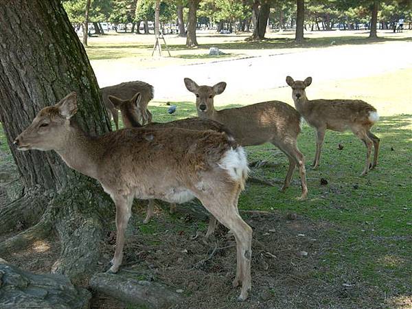 很多鹿正在觀察遊客