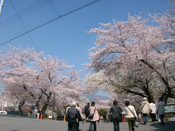 嵐山公園人很多 花也很多